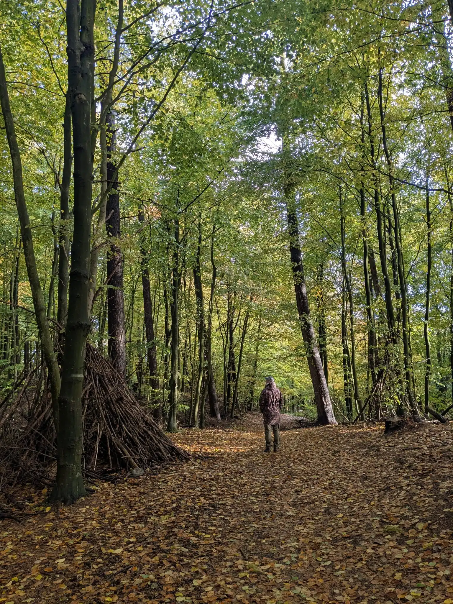 Mann wandert auf herbstlichem Waldweg mit buntem Laubbedeckten Boden und hohen Laubbäumen