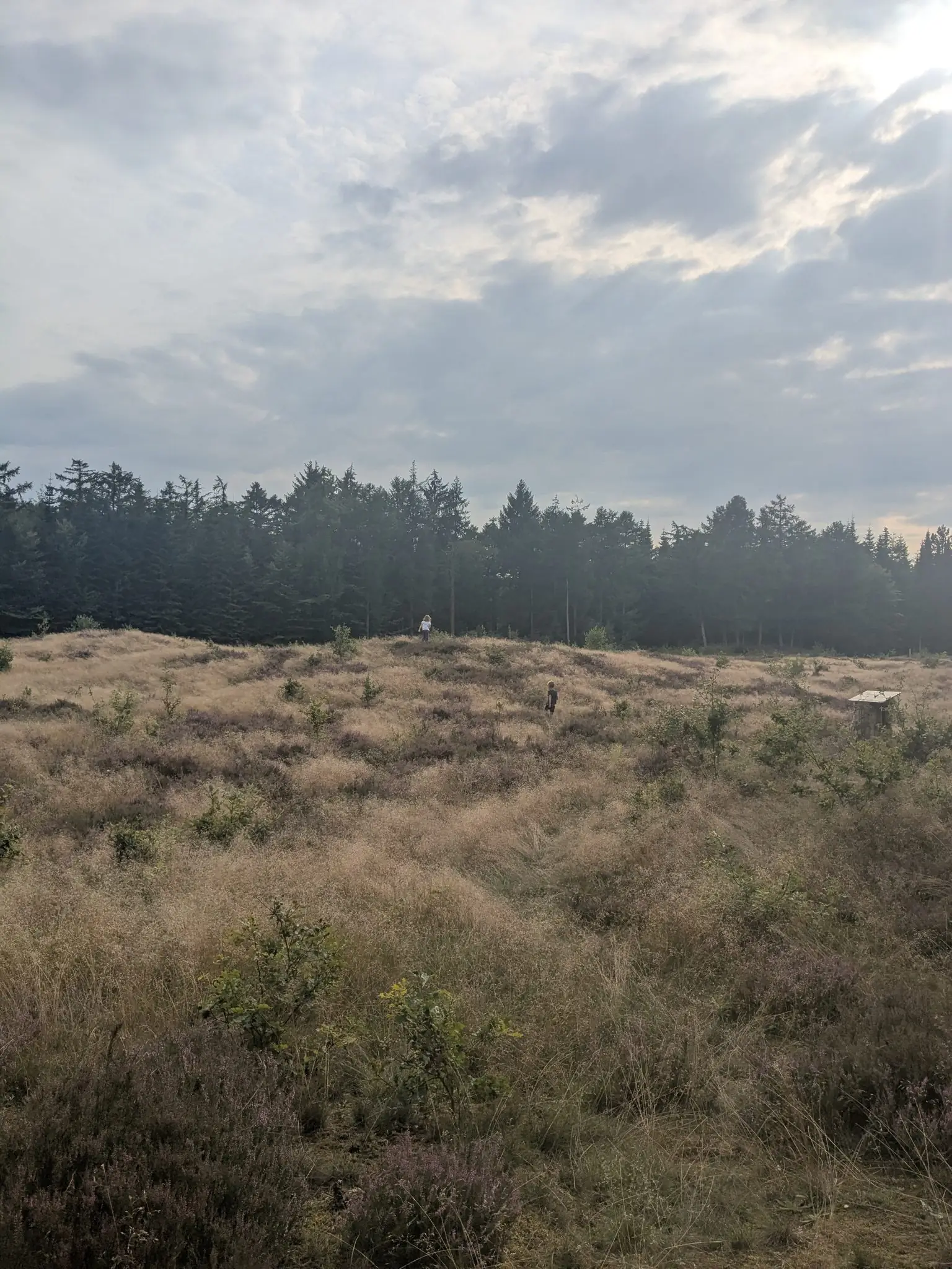 Heidelandschaft mit Wanderern und Nadelwald im Hintergrund unter bewölktem Himmel