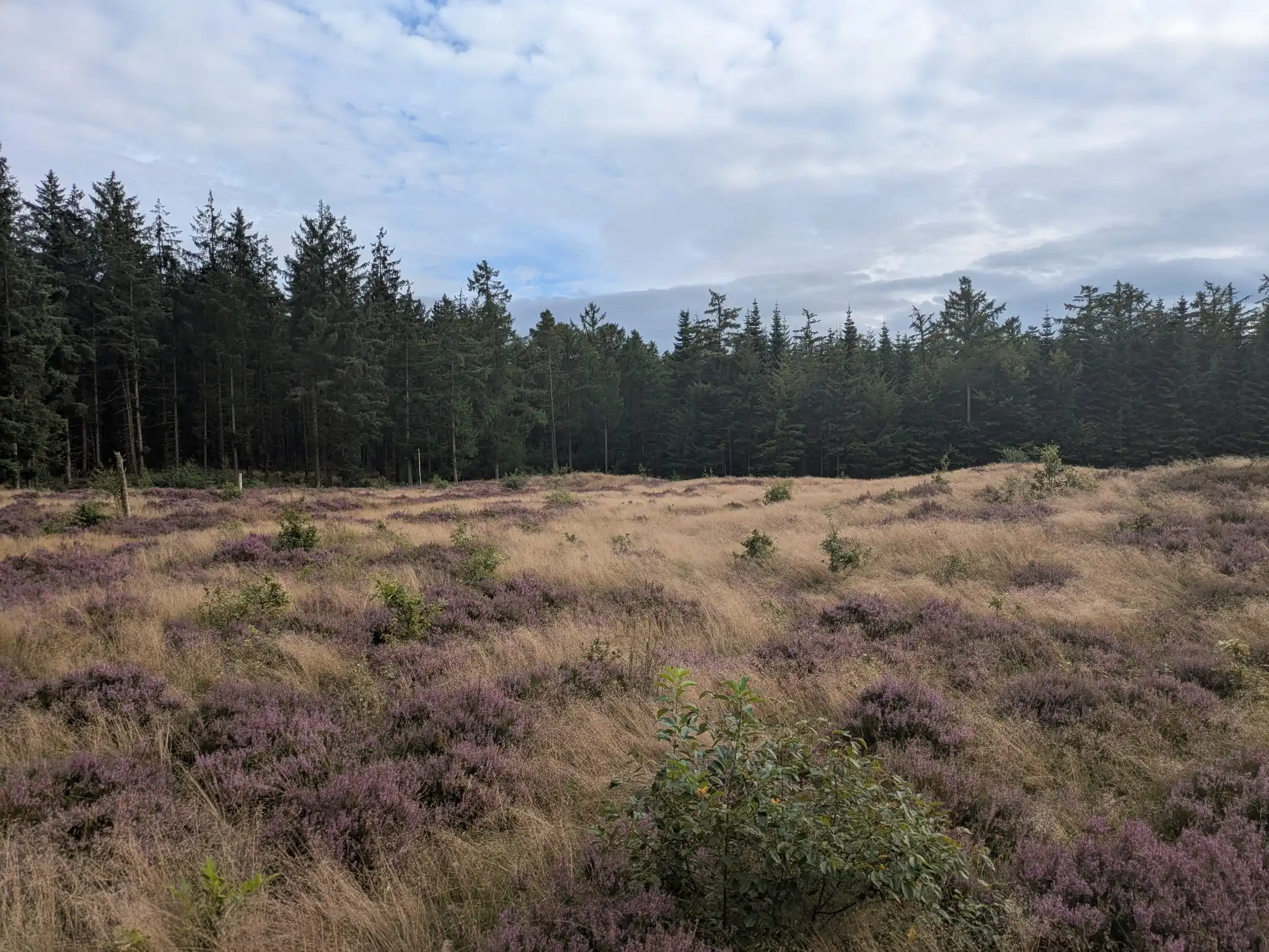Heidelandschaft mit lila blühender Heide und Nadelwald im Hintergrund unter bewölktem Himmel